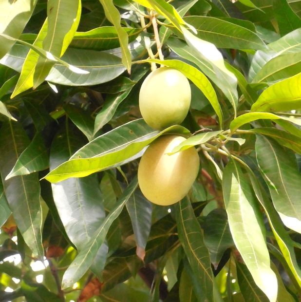 Springtime flowers and fruits of the Dominican Republic! Casa de