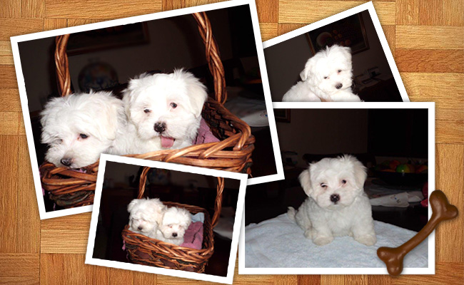 pedigree maltese puppies for sale