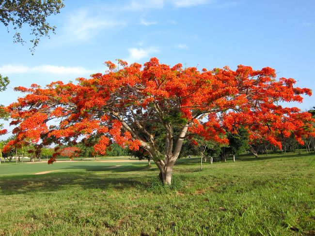 Casa de Campo is on fire! The Flamboyant trees are blooming! | Casa de ...