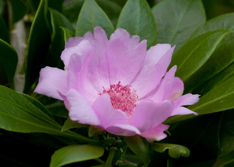 New Dominican currency features Bayahibe Rose