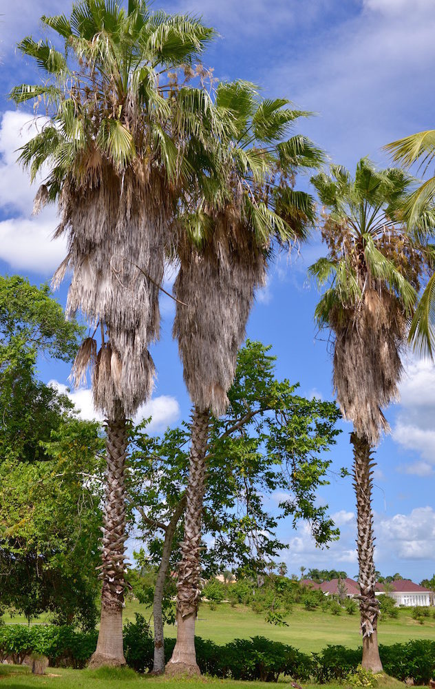 Palm Trees Casa de Campo