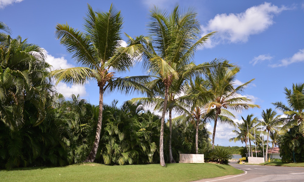 Palm Trees Casa de Campo