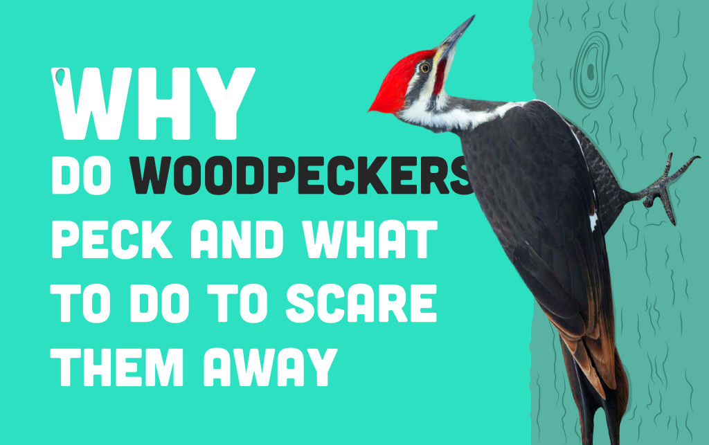 How To Keep Woodpeckers Away From Home / How To Keep Skunks Away From