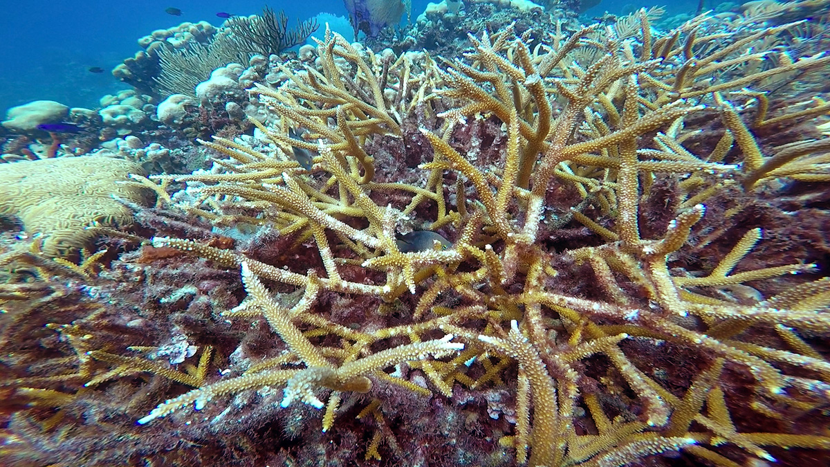 Fundemar Needs our Help for Coral Conservation and Restoration!