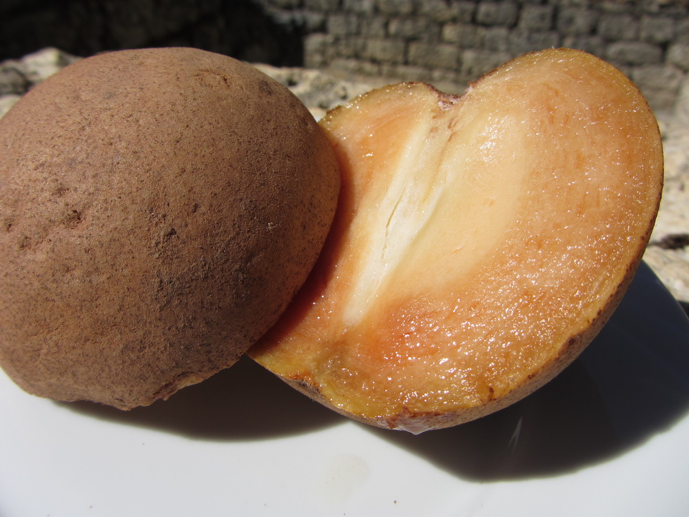 Nispero A small deliciously sweet fruit!